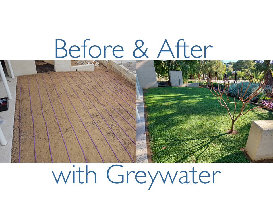 Before and After with Greywater - Dripline greywater irrigation